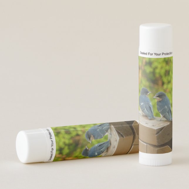 Baby Barn Swallows Nature Bird Photography Lip Balm (Front)