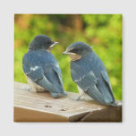 Baby Barn Swallows Nature Bird Photography Magnet