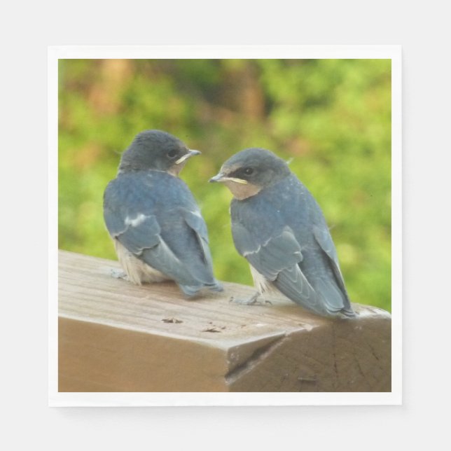 Baby Barn Swallows Nature Bird Photography Napkins (Front)