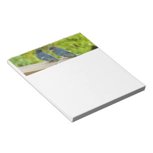 Baby Barn Swallows Nature Bird Photography Notepad