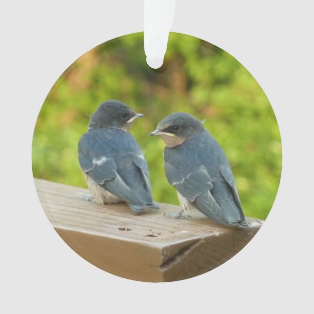 Baby Barn Swallows Nature Bird Photography Ornament (Front)