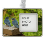 Baby Barn Swallows Nature Bird Photography Ornament