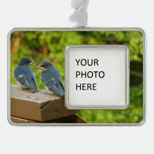 Baby Barn Swallows Nature Bird Photography Ornament