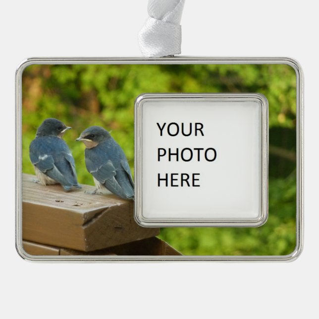 Baby Barn Swallows Nature Bird Photography Ornament (Front)