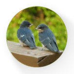 Baby Barn Swallows Nature Bird Photography Paperweight