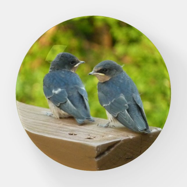 Baby Barn Swallows Nature Bird Photography Paperweight (Front)