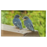 Baby Barn Swallows Nature Bird Photography Place Card Holder