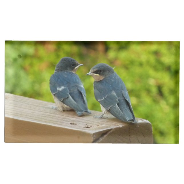 Baby Barn Swallows Nature Bird Photography Place Card Holder (Front)