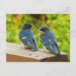 Baby Barn Swallows Nature Bird Photography Postcard