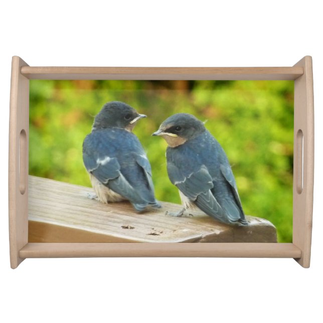 Baby Barn Swallows Nature Bird Photography Serving Tray (Front)
