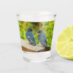 Baby Barn Swallows Nature Bird Photography Shot Glass