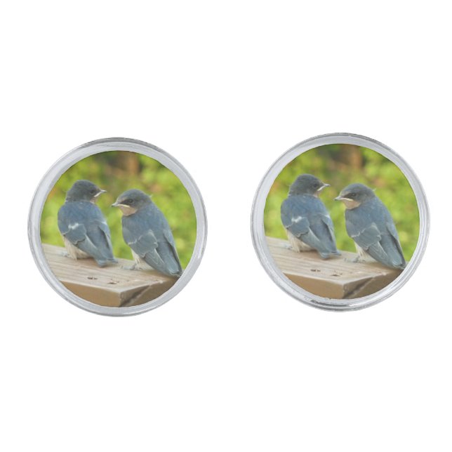 Baby Barn Swallows Nature Bird Photography Silver Cufflinks (Front)