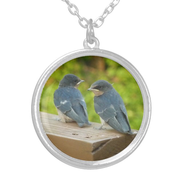 Baby Barn Swallows Nature Bird Photography Silver Plated Necklace (Front)