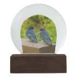 Baby Barn Swallows Nature Bird Photography Snow Globe