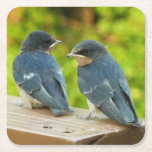 Baby Barn Swallows Nature Bird Photography Square Paper Coaster