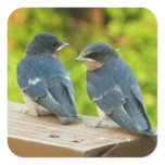 Baby Barn Swallows Nature Bird Photography Square Sticker