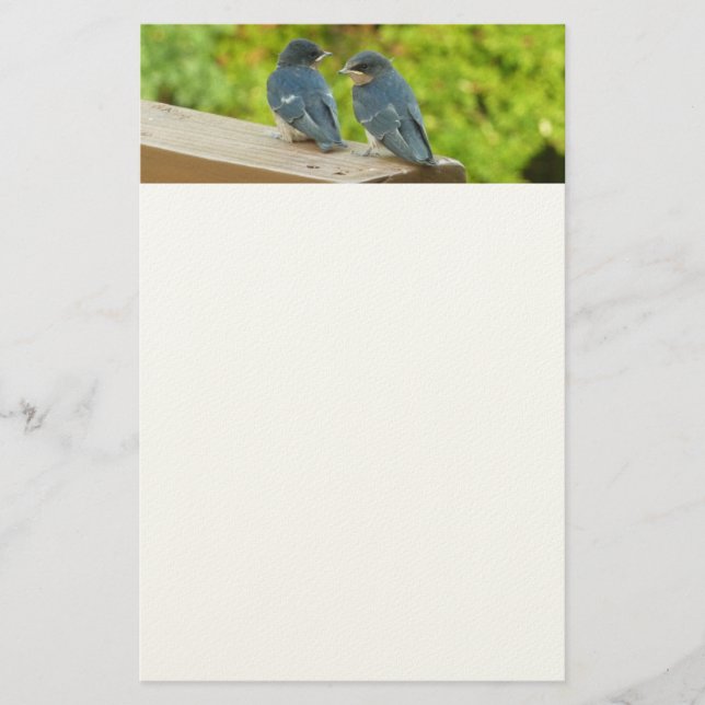 Baby Barn Swallows Nature Bird Photography Stationery (Front)