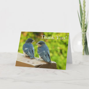 Baby Barn Swallows Nature Bird Photography Thank You Card