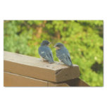 Baby Barn Swallows Nature Bird Photography Tissue Paper