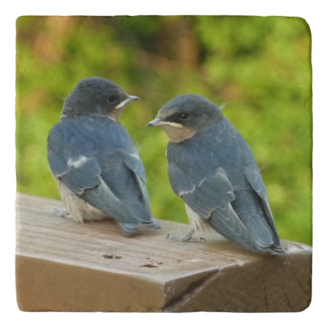 Baby Barn Swallows Nature Bird Photography Trivet (Front)