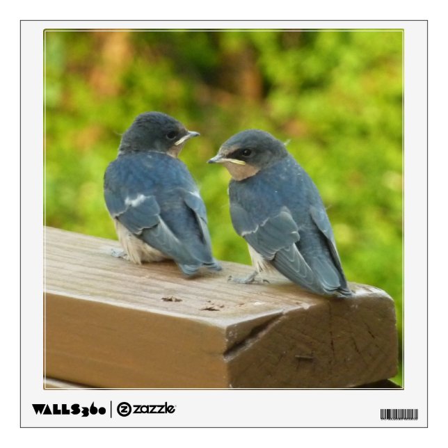 Baby Barn Swallows Nature Bird Photography Wall Sticker (Front)