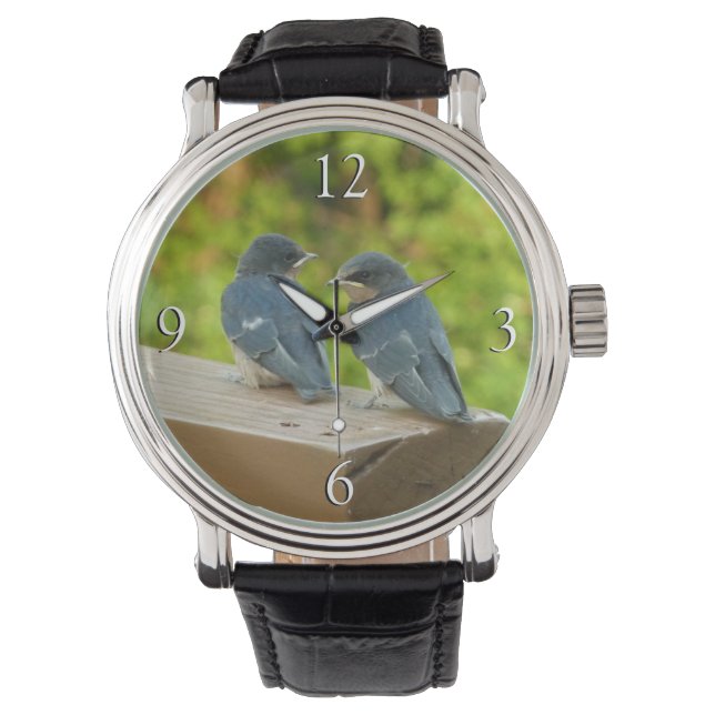 Baby Barn Swallows Nature Bird Photography Watch (Front)