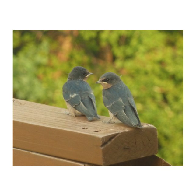 Baby Barn Swallows Nature Bird Photography Wood Wall Decor (Front)
