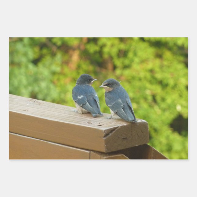 Baby Barn Swallows Nature Bird Photography Wrapping Paper Sheets (Front)