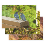 Baby Barn Swallows Nature Bird Photography Wrapping Paper Sheets