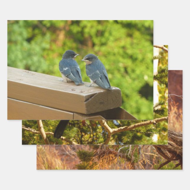 Baby Barn Swallows Nature Bird Photography Wrapping Paper Sheets (Set)
