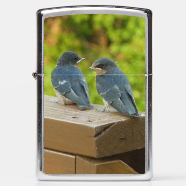 Baby Barn Swallows Nature Bird Photography Zippo Lighter (Front)