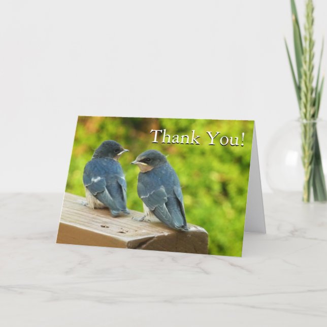 Baby Barn Swallows Nature Thank You (Front)