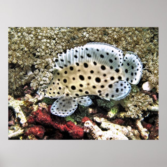 Baby Barramundi Poster (Front)