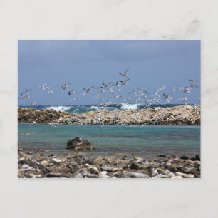 Baby Beach Postcard