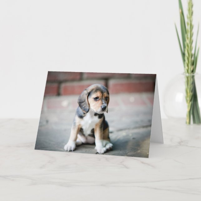 Baby Beagle Sitting Card (Front)