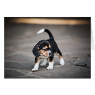 Baby Beagle Walking Cards