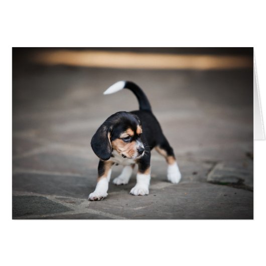 Baby Beagle Walking Cards (Front Horizontal)