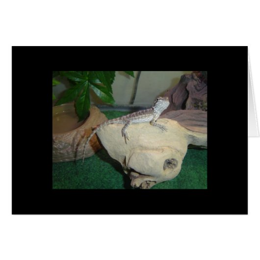 Baby Bearded Dragon Cards (Front Horizontal)