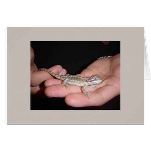 Baby Bearded Dragon Cards (Front Horizontal)