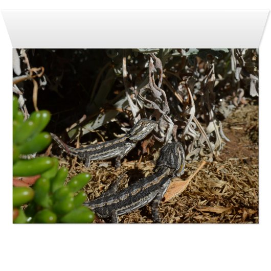 Baby Bearded Dragon Lizards, (Inside Horizontal (Bottom))