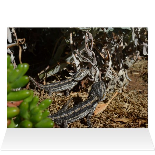 Baby Bearded Dragon Lizards, (Inside Horizontal (Top))