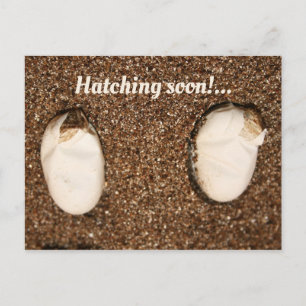 Baby Bearded Dragons Hatching! Postcard