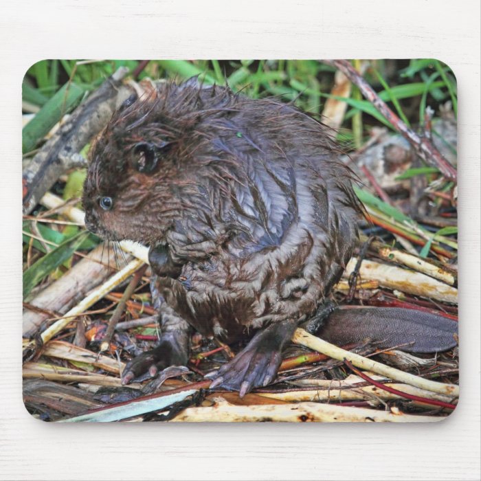 Baby Beaver Photo Mouse Pads