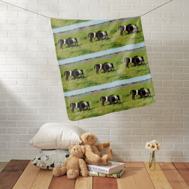 Baby Belted Galloway Calves, Baby Blanket (In Situ)