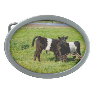 Baby Belted Galloway Calves, Belt Buckle