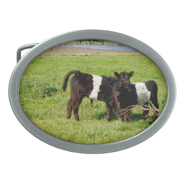 Baby Belted Galloway Calves, Belt Buckle (Front)