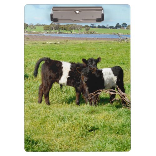 Baby Belted Galloway Calves Clipboard