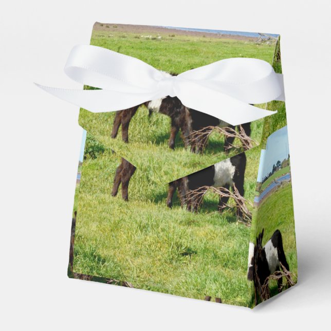 Baby Belted Galloway Calves, Favor Box (Front Side)
