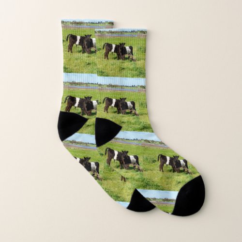 Baby Belted Galloway Calves In The Country Socks