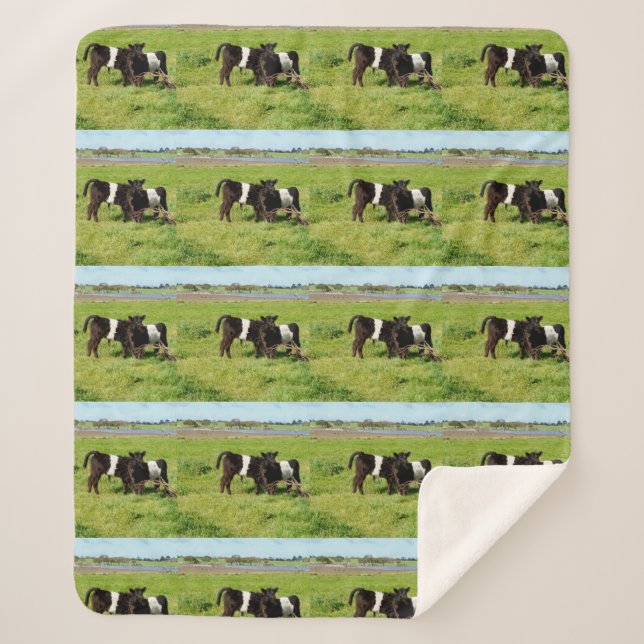 Baby Belted Galloway Calves, Med Sherpa Blanket (Front)